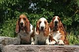 BASSET HOUND 142